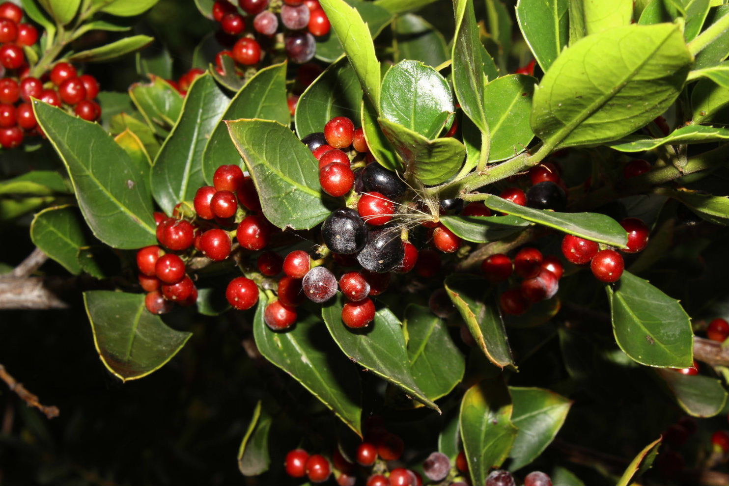 Rhamnus alaternus / Ranno lanterno